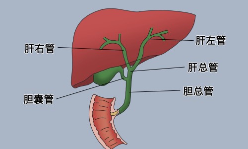 灵芝石斛水隔夜能喝吗-石斛灵芝鸡煲汤有什么功效-专业石斛灵芝的功效与作用平台-灵芝石斛水隔夜能喝吗